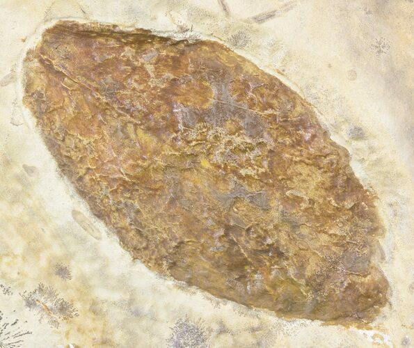 Fossil Leaf - Montana #53299